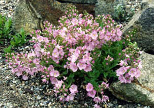 Veronica schmidtiana 'Rosea'
